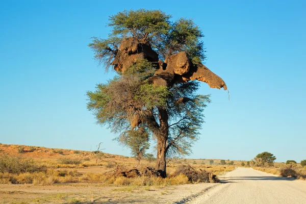 Acacia stromu a Tkadlec hnízdo — Stock fotografie