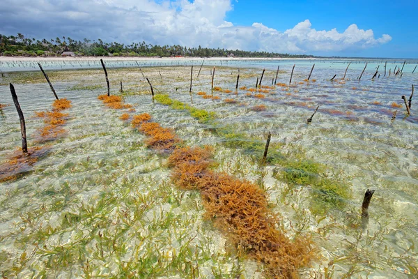 Seaweed farming — Stock Photo, Image