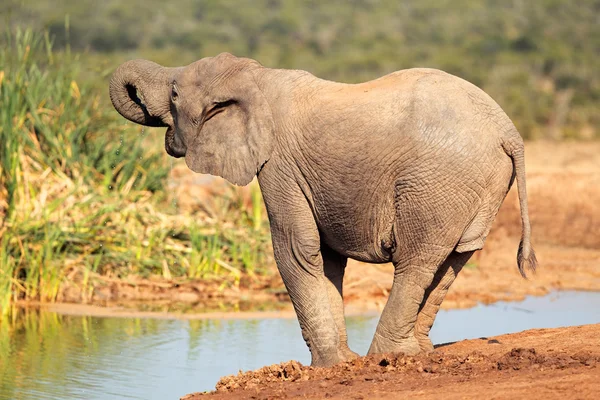 Elefante no buraco da água — Fotografia de Stock