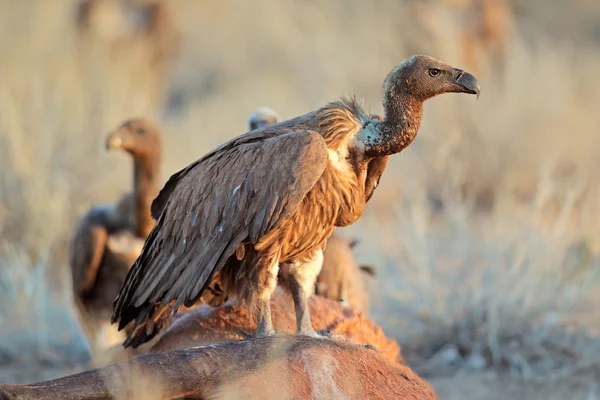 Scavenging white-backed vultures — Stock Photo, Image