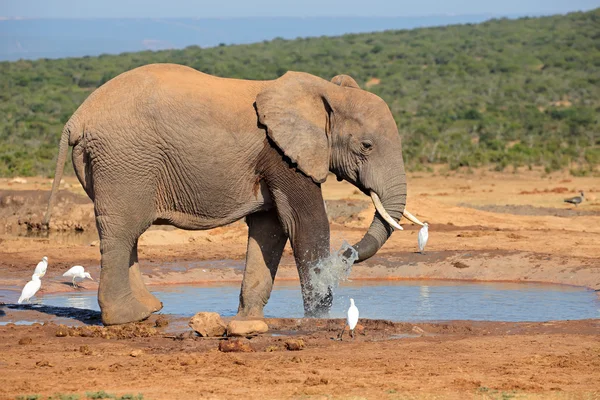 Ελέφαντας στο waterhole — Φωτογραφία Αρχείου
