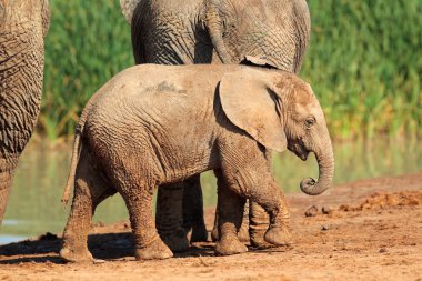 Baby African elephant clipart