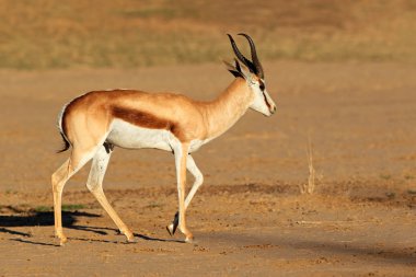 Springbok antilop