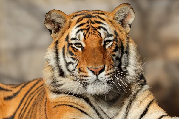 Bengálský tygr portrét — Stock fotografie