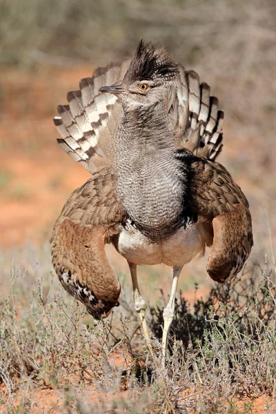 Displaying kori bustard — Stock Photo, Image