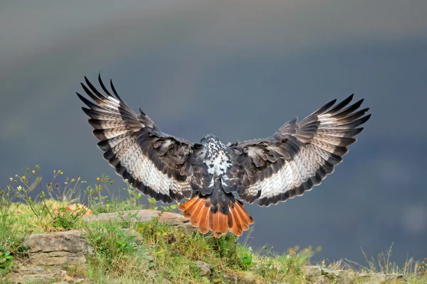 Jackal buzzard landing — Stock Photo, Image