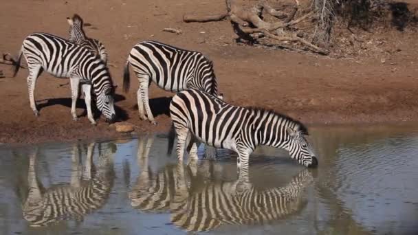 Zebras das planícies bebendo — Vídeo de Stock