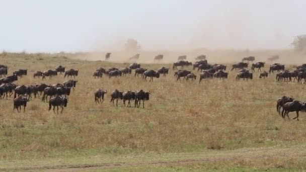 Wildebeest μετανάστευση — Αρχείο Βίντεο