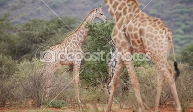 Zürafalar doğal ortamlarında