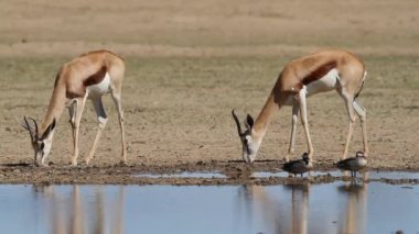 Springbok antilop ziyarette200