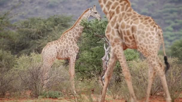 Giraffes in natural habitat — Stock Video