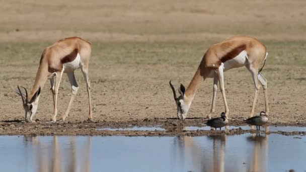 Antílopes Springbok en el abrevadero — Vídeos de Stock