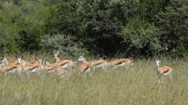 Antílopes Springbok en pastizales — Vídeos de Stock