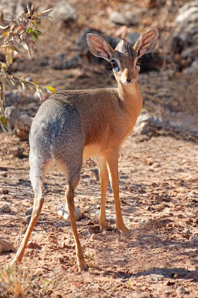Damara dik-dik antelope — Stock Photo, Image