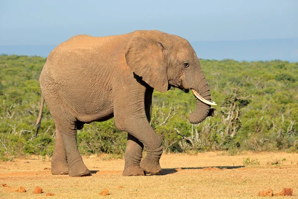 Afrikaanse olifant — Stockfoto