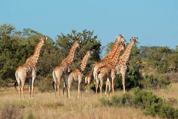 Mandria di giraffe — Foto Stock