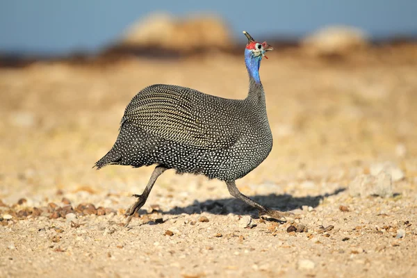 Helmeted guineafowl running — Stock Photo, Image