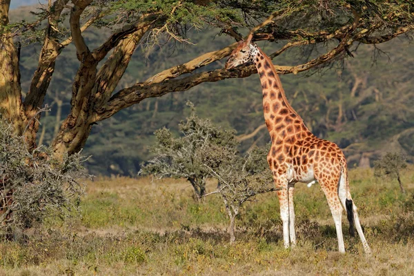 Rothschild giraffa — Foto Stock