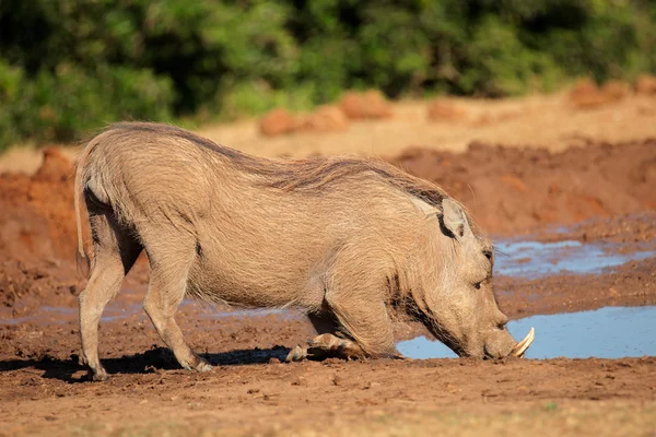 Warthog drinking water — Stock Photo, Image