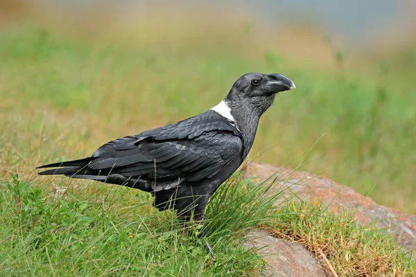 Wit Rondbodemkolf raven — Stockfoto