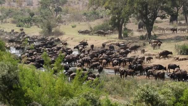 African buffalo herd — Stock Video