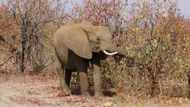 Voeding van de Afrikaanse olifant — Stockvideo