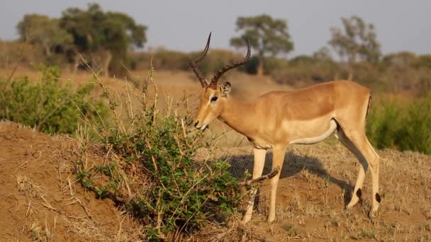 Feeding impala antelope — Stock Video