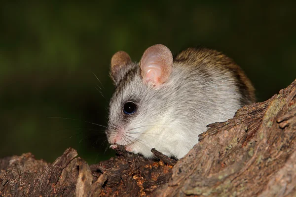 Rato de acácia — Fotografia de Stock