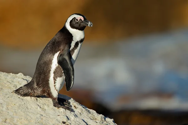 Pingüino africano —  Fotos de Stock