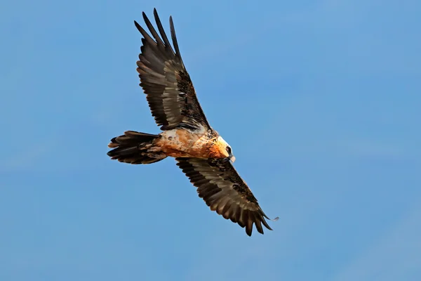 Bearded vulture in flight — Stock Photo, Image
