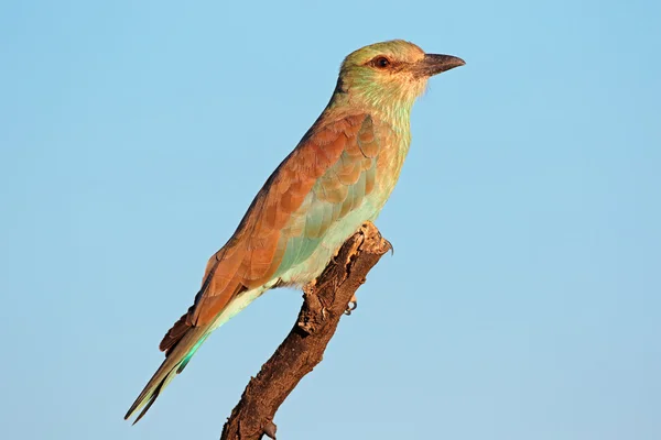 Rodillo europeo — Foto de Stock