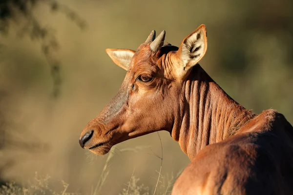 Tsessebe antilop porträtt — Stockfoto
