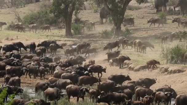 Manada de búfalos africanos — Vídeo de Stock