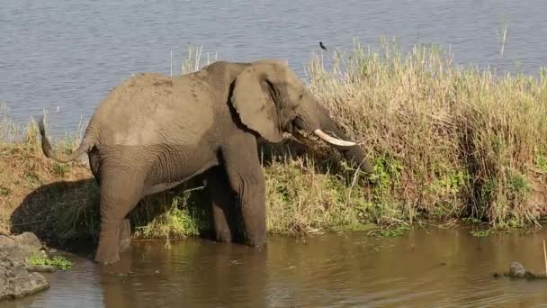 Alimentazione dell'elefante africano — Video Stock