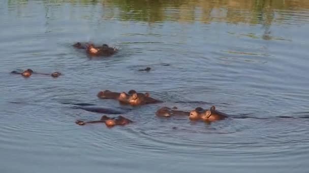 Nilpferd im Wasser — Stockvideo