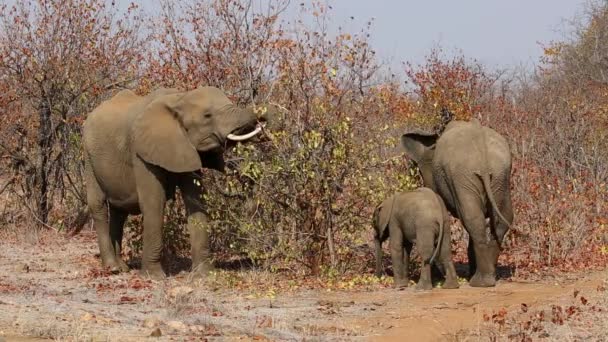 Voeding van Afrikaanse olifanten — Stockvideo