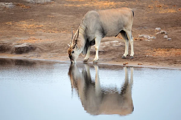 Eland antelope drinkwater — Stockfoto