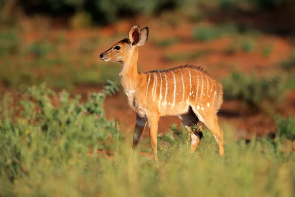 Nyala antelope — Stock Photo, Image