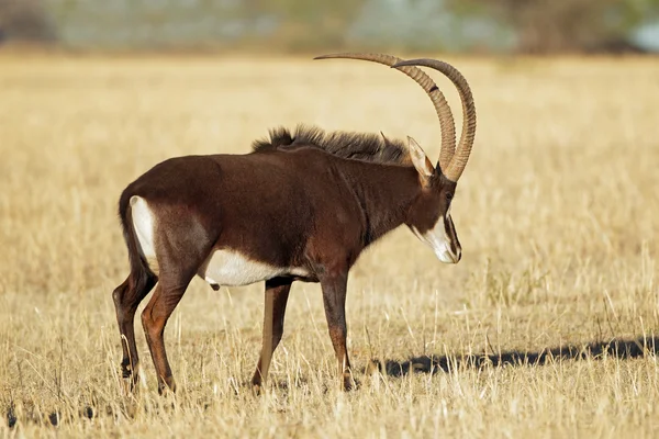 Sabelantilope — Stockfoto