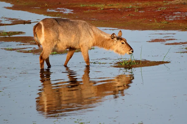 Wasserbock füttert sich im Wasser — Stockfoto