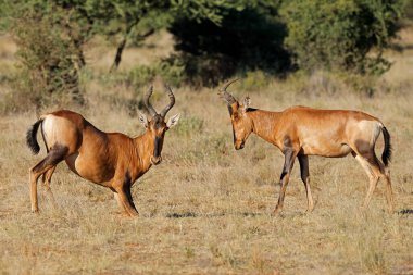 A pair of red hartebeest (Alcelaphus buselaphus) in natural habitat, Mokala National Park, South Africa