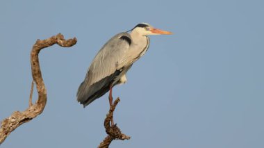 Bir gri balıkçıl (Ardea cinerea) mavi gökyüzü, Kruger Ulusal Parkı, Güney Afrika 'da bir ağaca tünemiştir.
