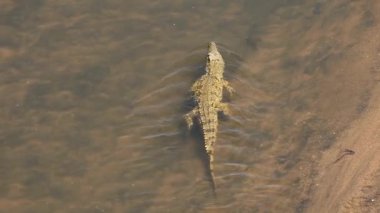 Akan bir nehirde yüzen bir Nil timsahı (Crocodylus niloticus), Kruger Ulusal Parkı, Güney Afrika