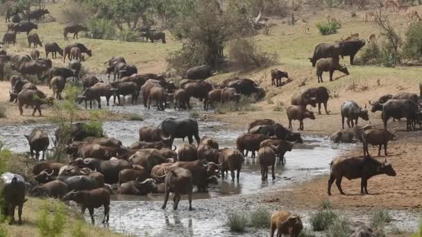 African buffalo herd — Stock Video