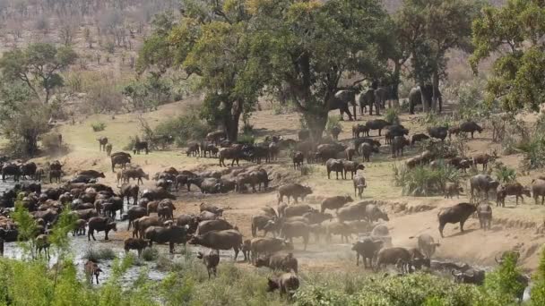 Manada de búfalos africanos — Vídeo de Stock