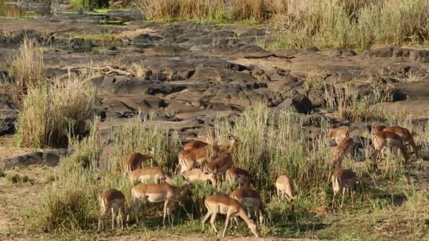 Кормление антилопами импала — стоковое видео