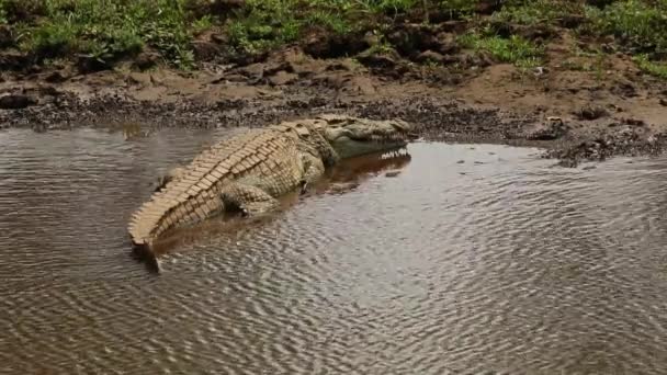 Nilen krokodil Solar sig — Stockvideo