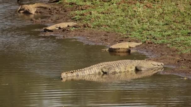 Cocodrilos del Nilo tomando el sol — Vídeos de Stock