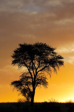 Siluetli Afrika dikenli ağacı ve bulutlarıyla gün batımı, Kalahari Çölü, Güney Afrika