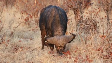 Doğal yaşam alanı Kruger Ulusal Parkı, Güney Afrika 'da beslenen büyük bir Afrika bufalosu (Syncerus caffer).